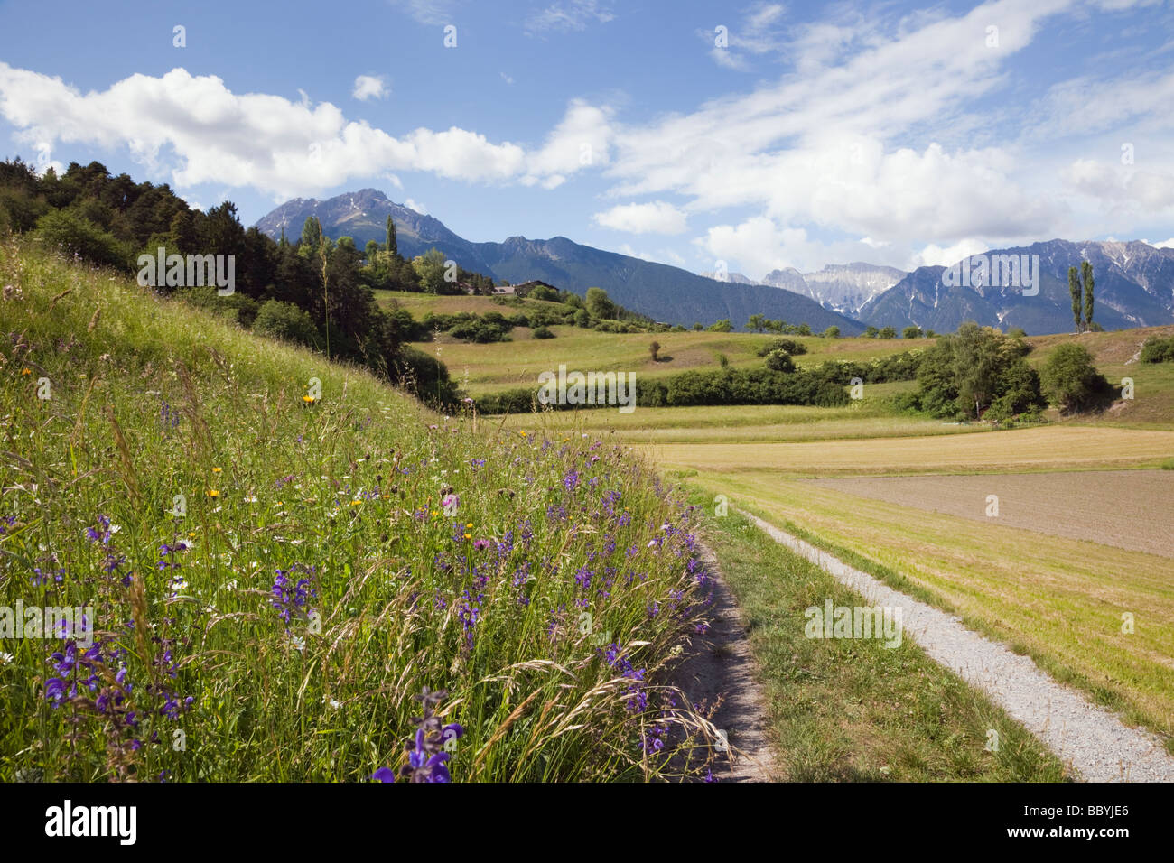 Summer Alpine flowers and meadows in green valley in June. Imst Tyrol Austria Europe Stock Photo