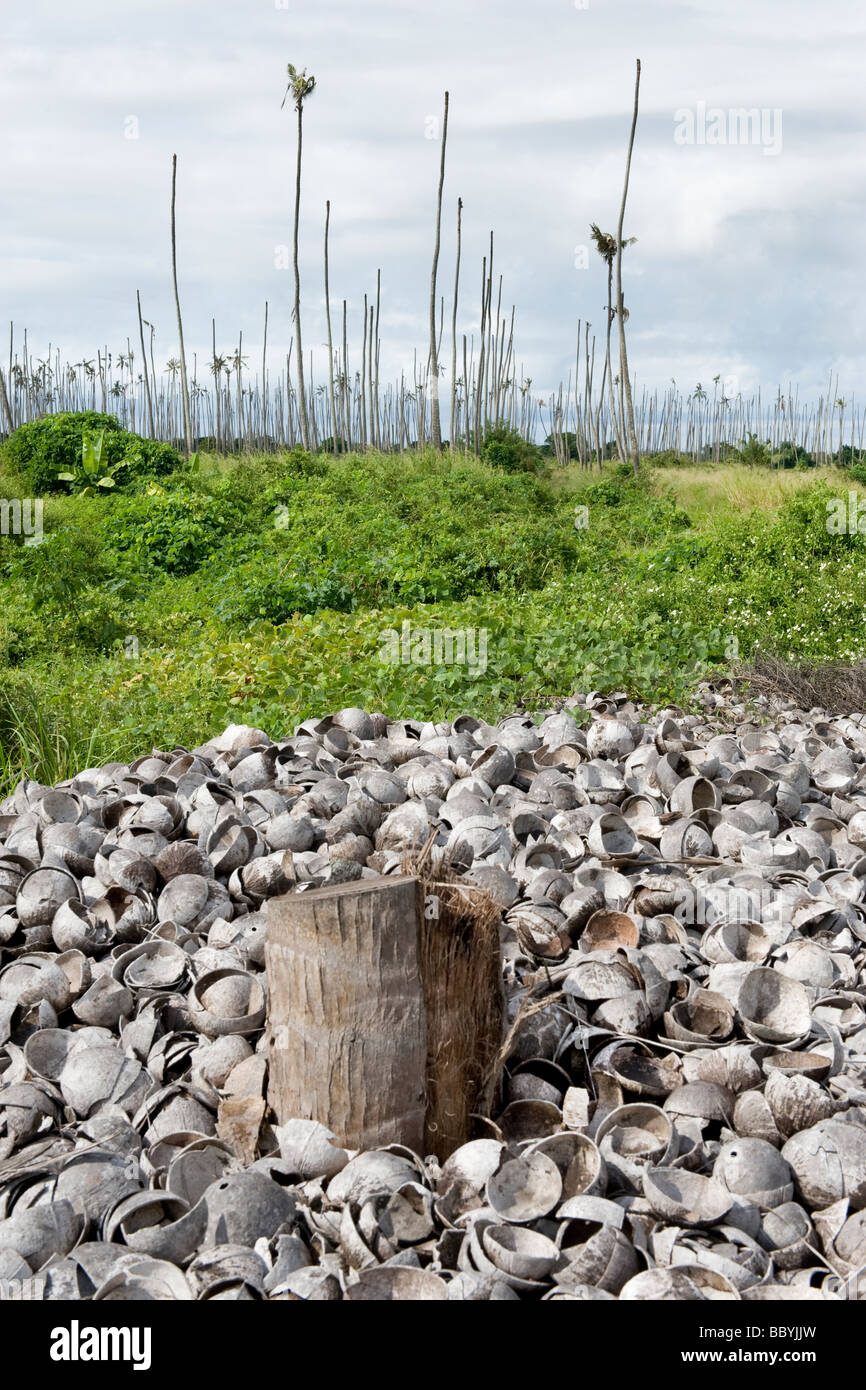 Empty coconut shells with copra removed dumped in a died off plantation Quelimane Mozambique Stock Photo
