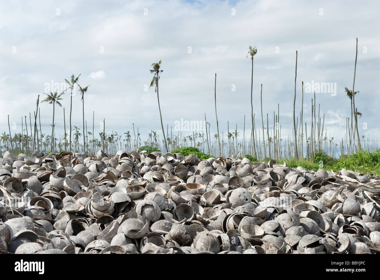 Empty coconut shells with copra removed dumped in a died off plantation Quelimane Mozambique Stock Photo