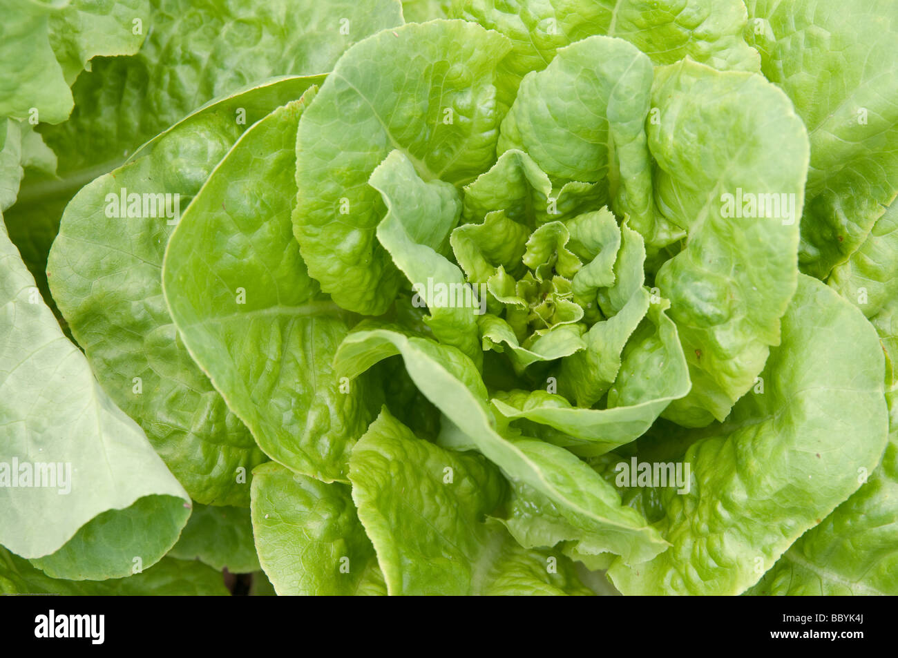 A head of buttercrunch lettuce Stock Photo Alamy