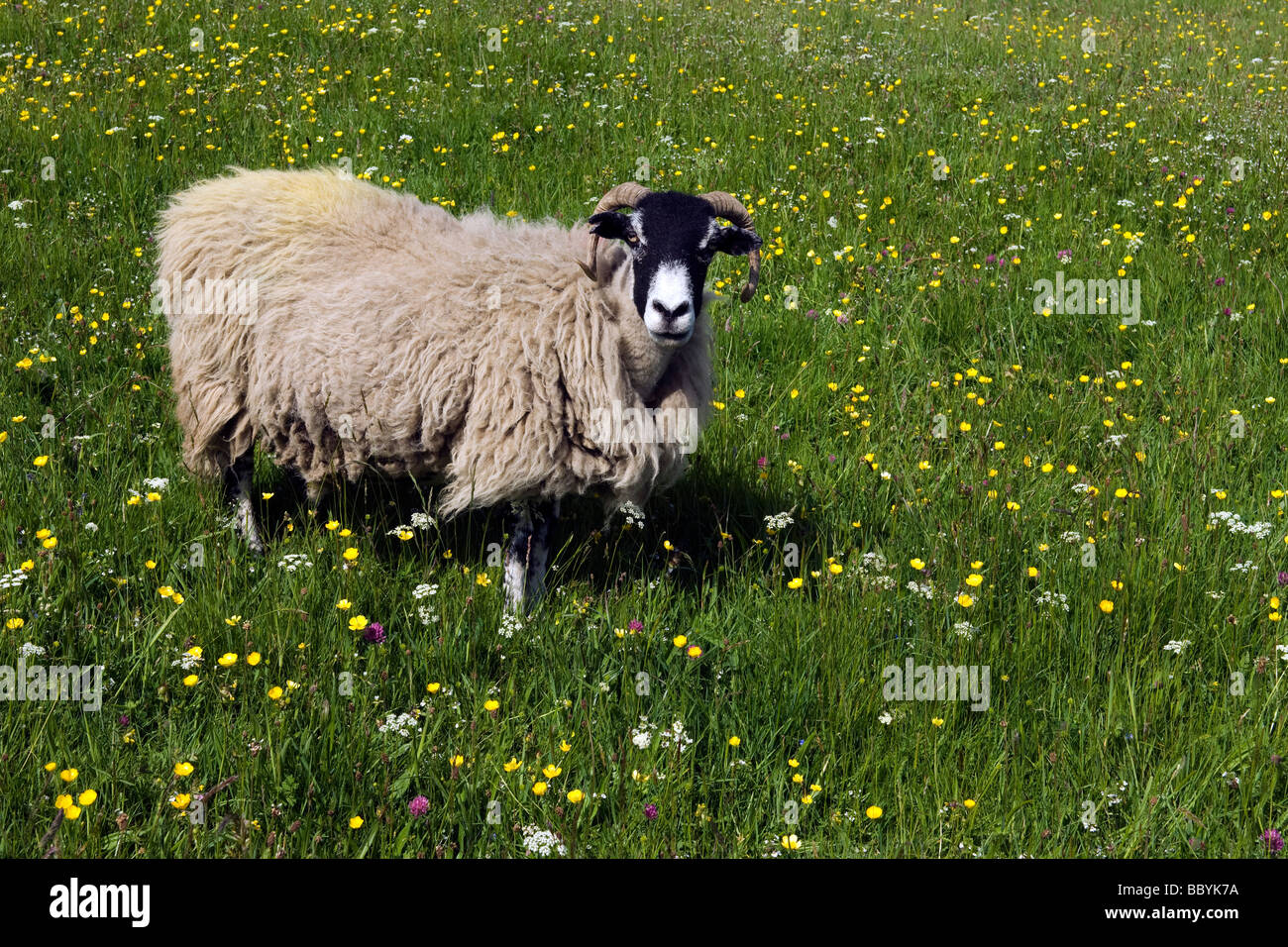 Watchful sheep in Swaledale meadow Stock Photo