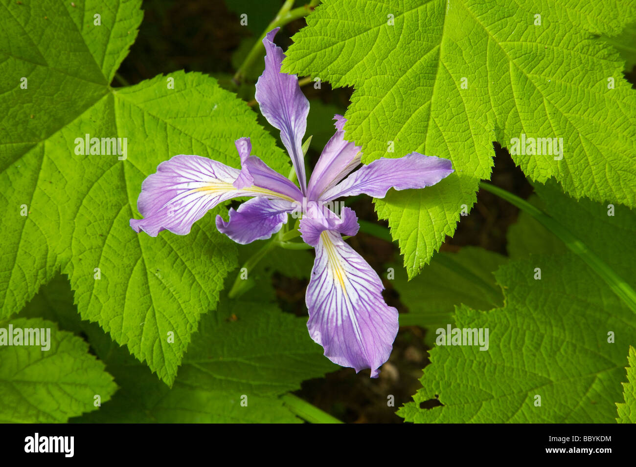 Wild Oregon iris Stock Photo Alamy
