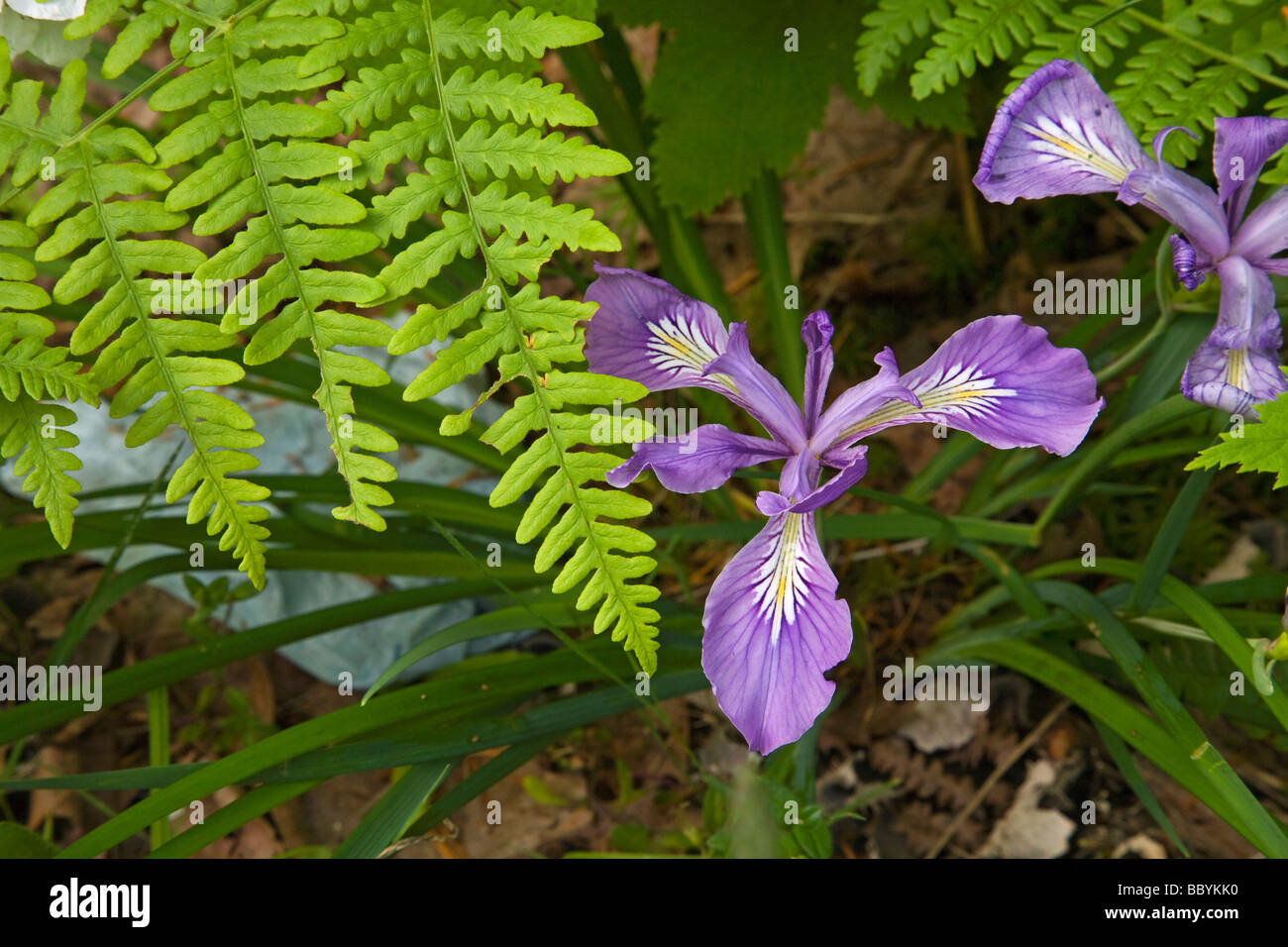 Wild Oregon iris and ferns Stock Photo Alamy