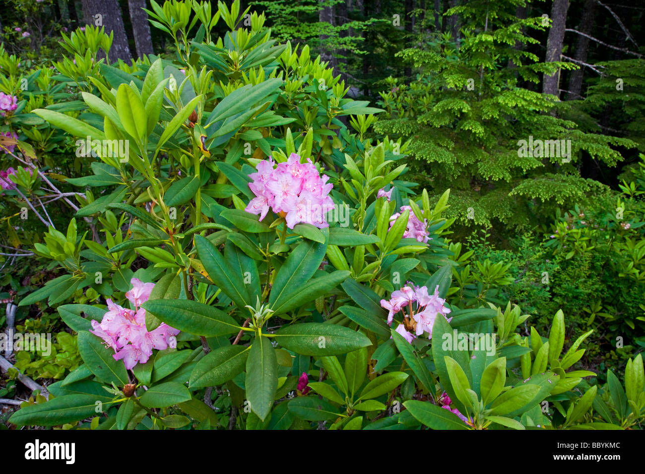 Wild Rhododendron growing in temperate rain forest in the Cascade Mountains of Oregon Stock Photo