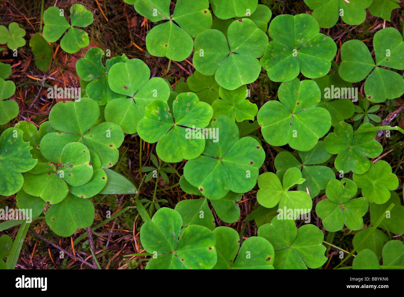 wild clover growing along the Middle Fork Santiam River Oregon Cascades temperate rain forest side Stock Photo