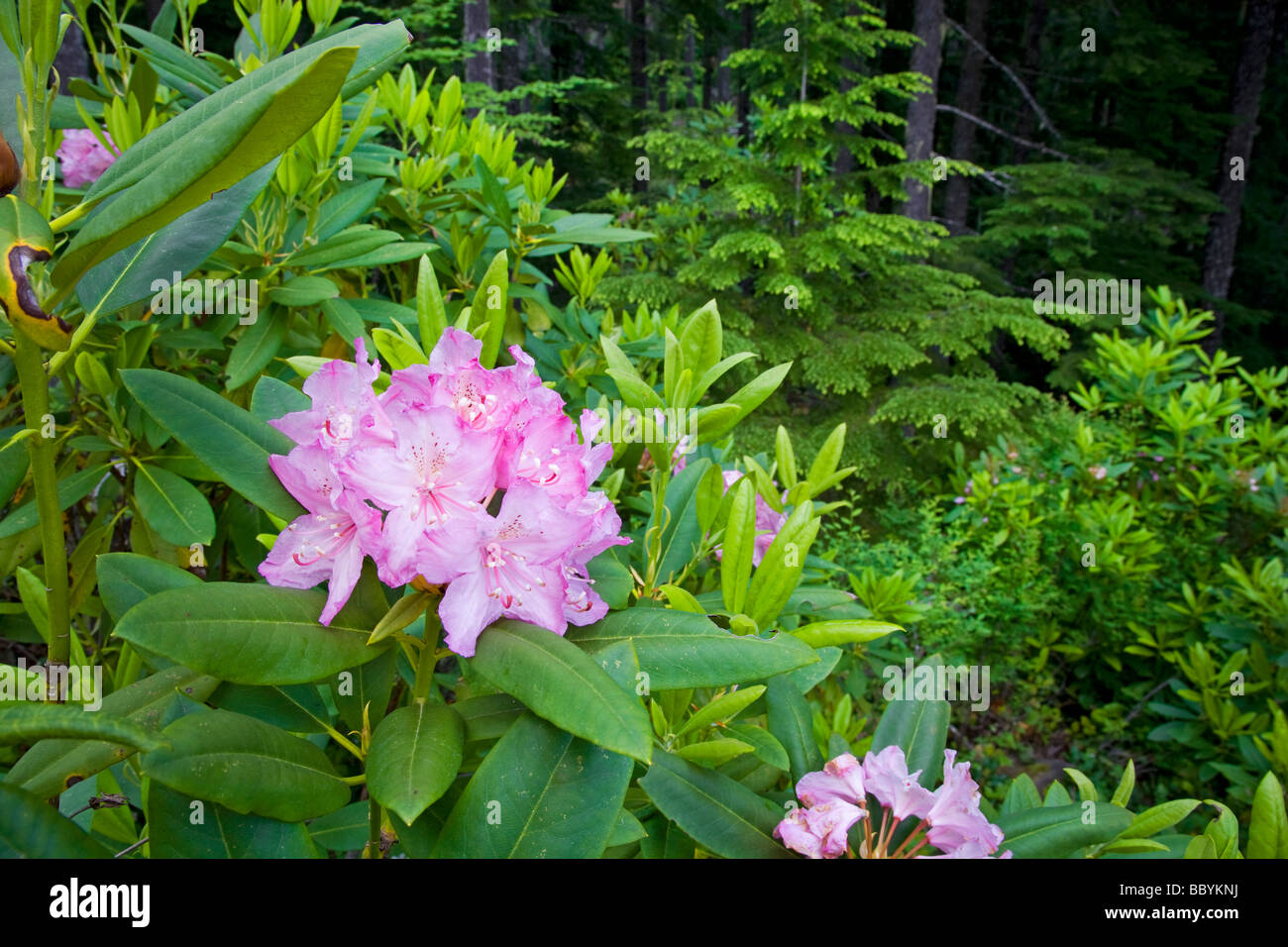 Wild Rhododendron growing in temperate rain forest in the Cascade