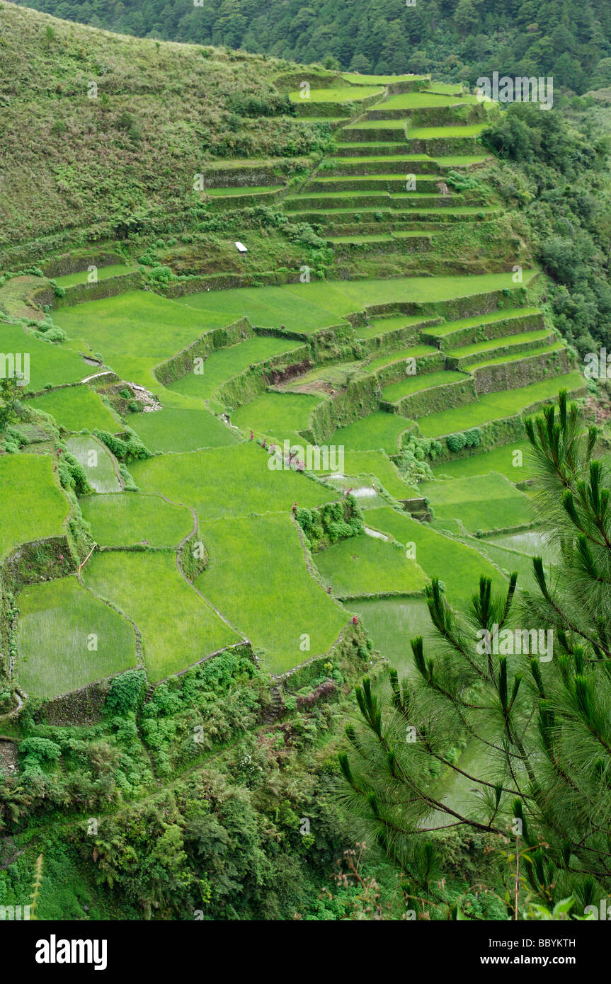 Rice terraces near Bontoc, Mountain Province, North Luzon, Philippines ...