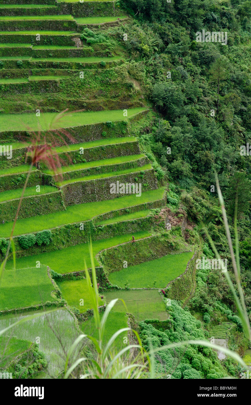 Rice terraces near Bontoc, Mountain Province, North Luzon, Philippines Stock Photo
