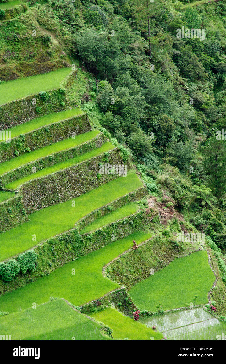 Rice terraces near Bontoc, Mountain Province, North Luzon, Philippines Stock Photo