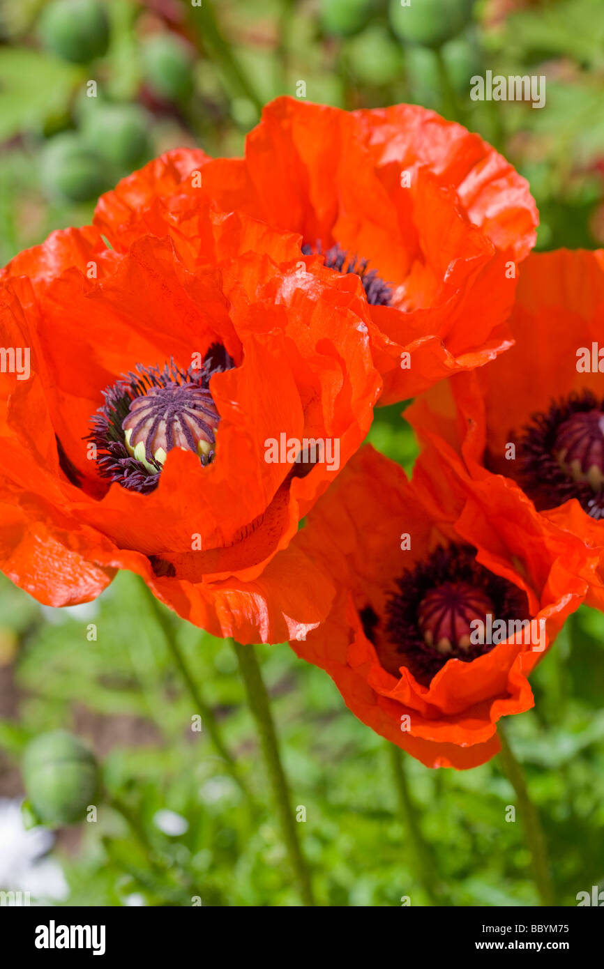 Garden poppies hi-res stock photography and images - Alamy
