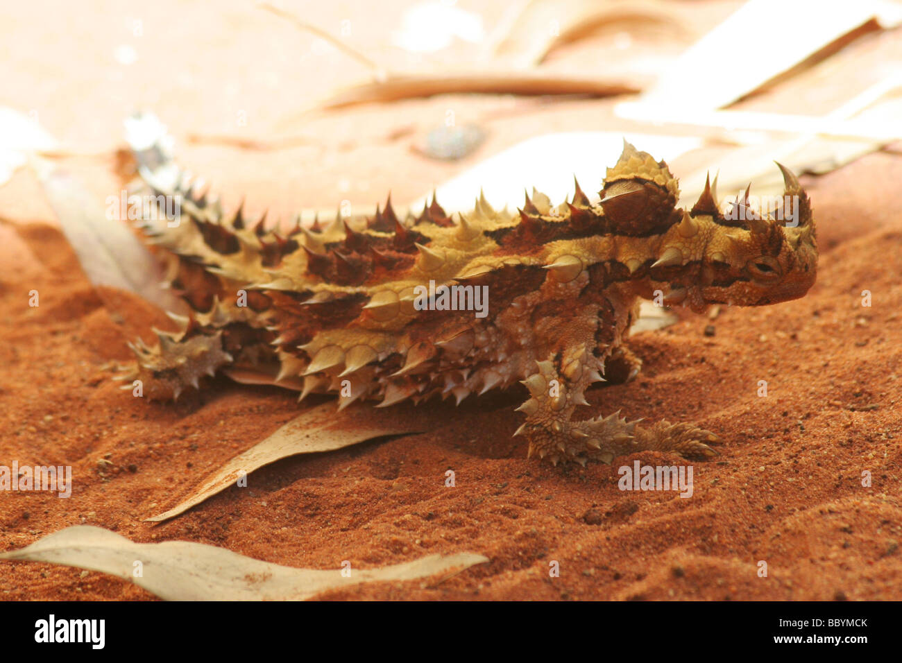 Thorny Devil, Lizard, Australia Stock Photo Alamy