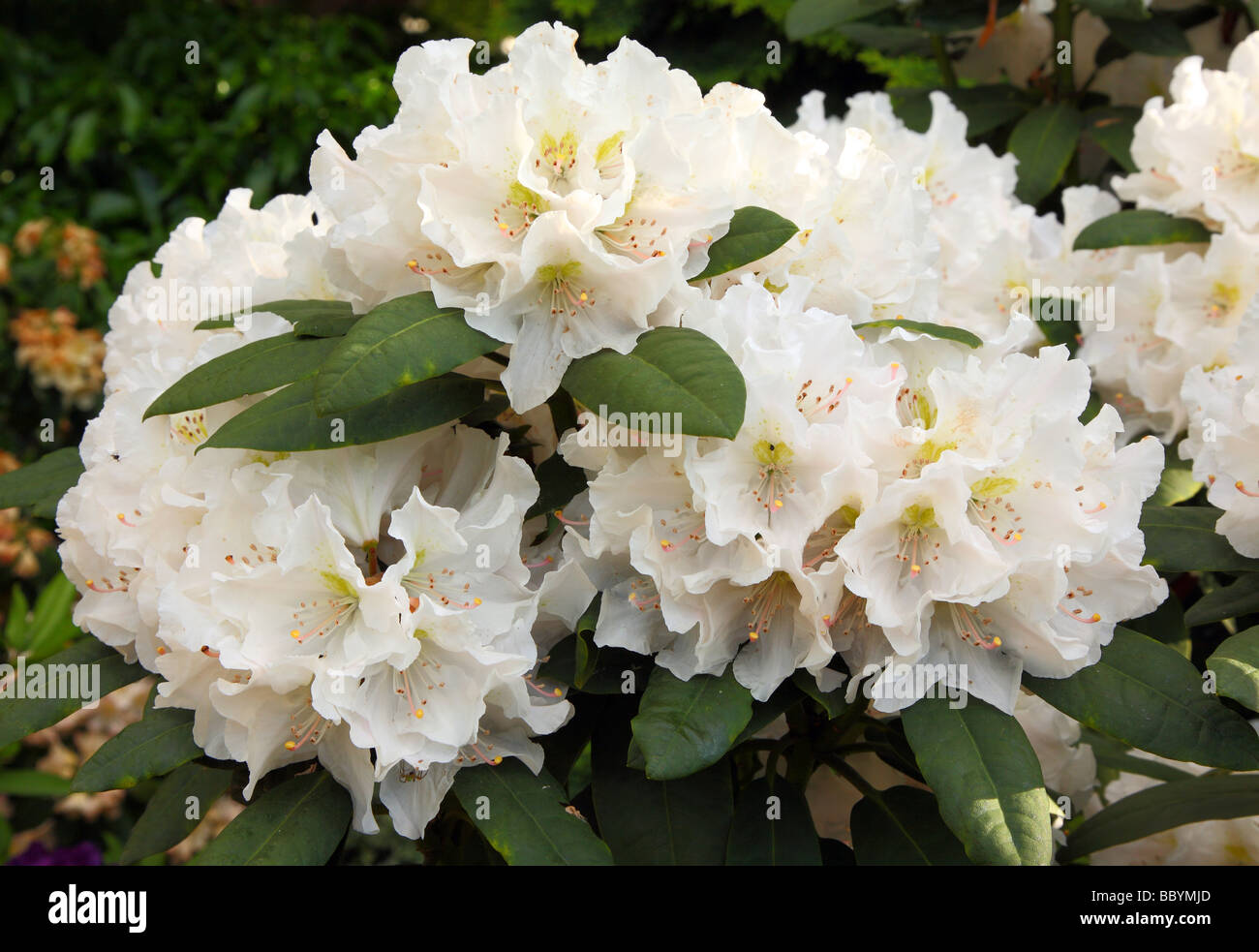 Witte Rhodondendron White rhododendron hi-res stock photography and images - Alamy