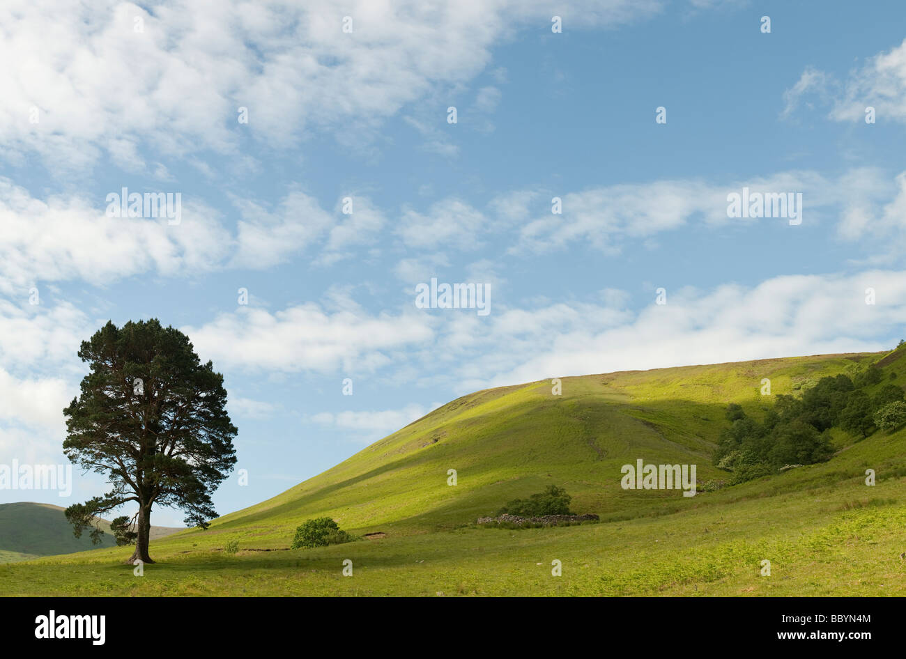 Pinus sylvestris. Single scots pine tree in the rolling hills of the scottish border countryside. Scotland Stock Photo