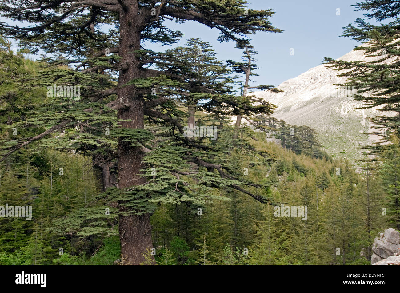 Ciglikara Cedar of Lebanon, Cedrus libani, forest Antalya Turkey Stock Photo