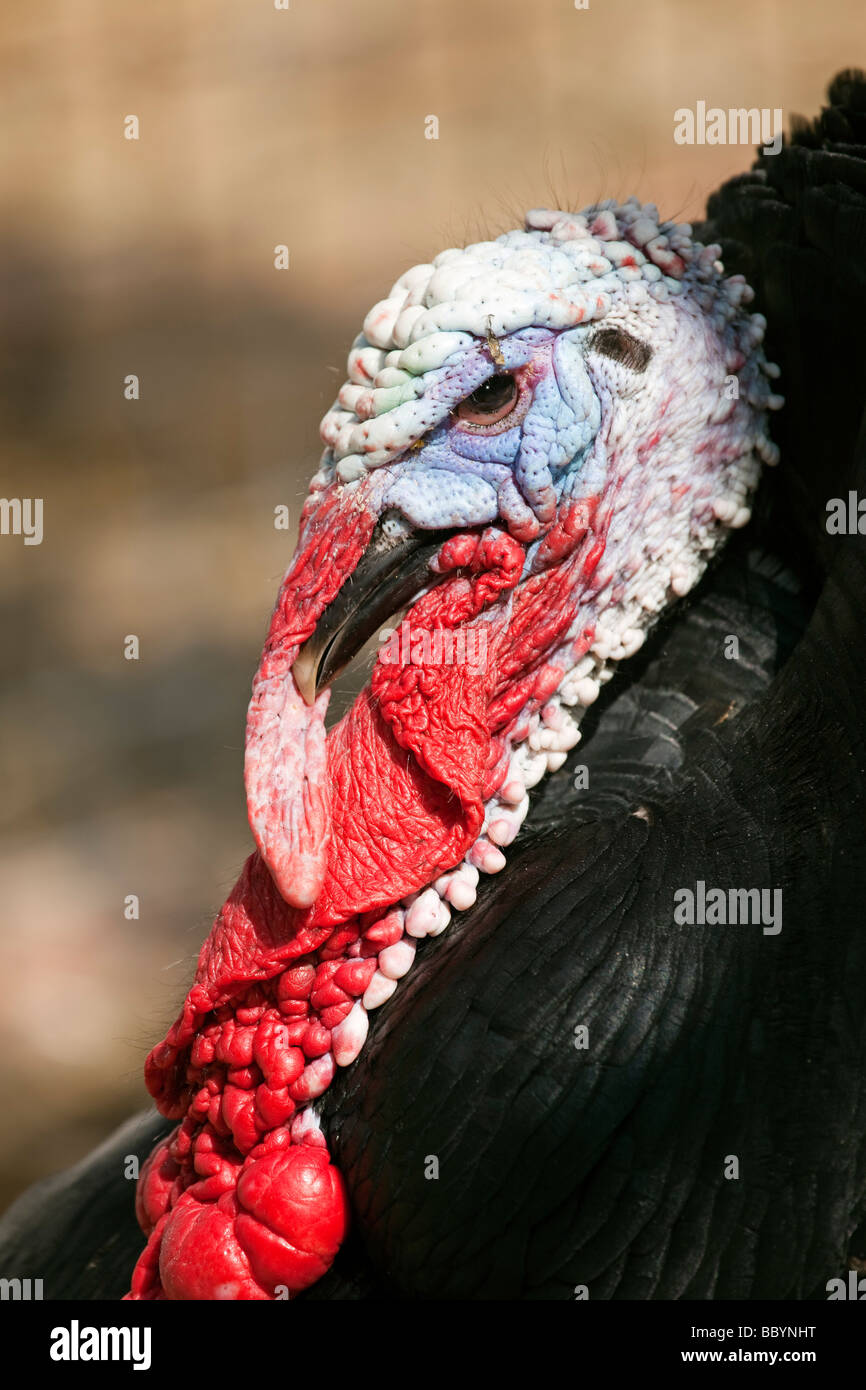 Common turkey. Meleagris gallopavo Stock Photo