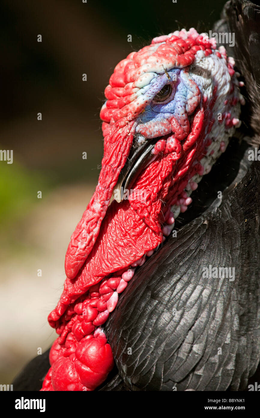 Common turkey. Meleagris gallopavo Stock Photo