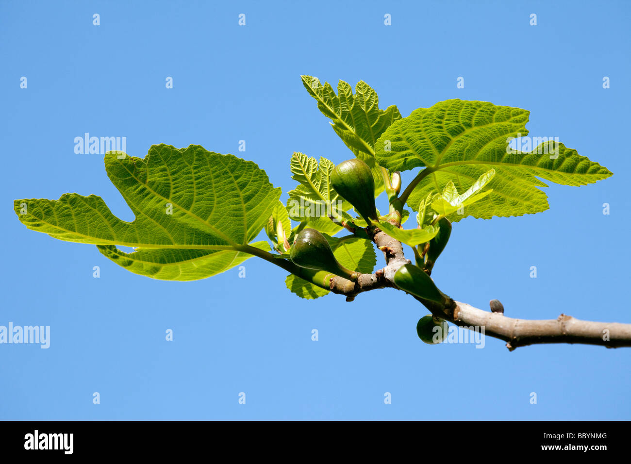 Ficus carica Higuera Fig Tree Stock Photo