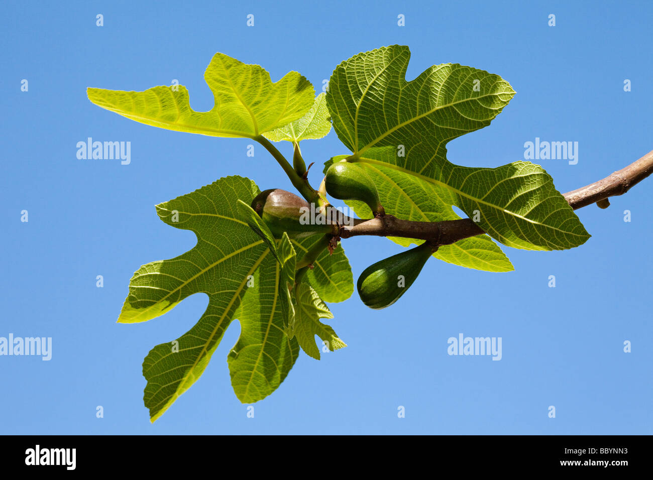 Ficus carica Higuera Fig Tree Stock Photo
