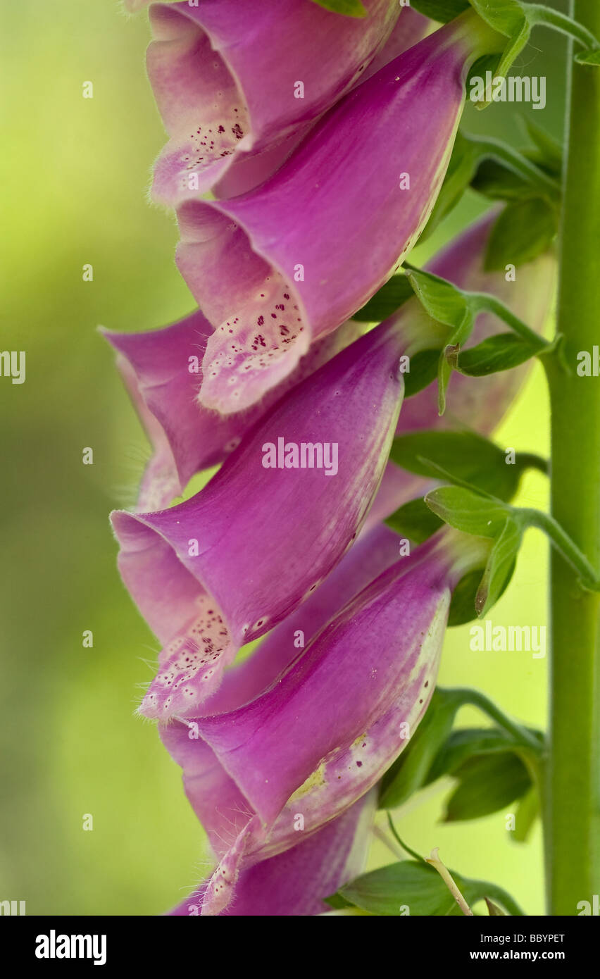 Foxglove (Digitalis purpurea) close up Stock Photo Alamy