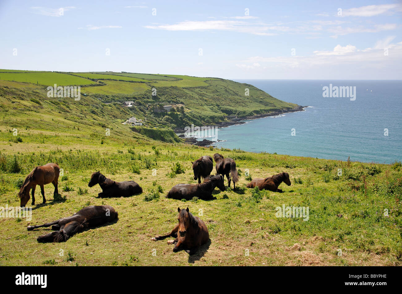 Wild horses resting in field, Rame Head, Cornwall, England, United Kingdom Stock Photo