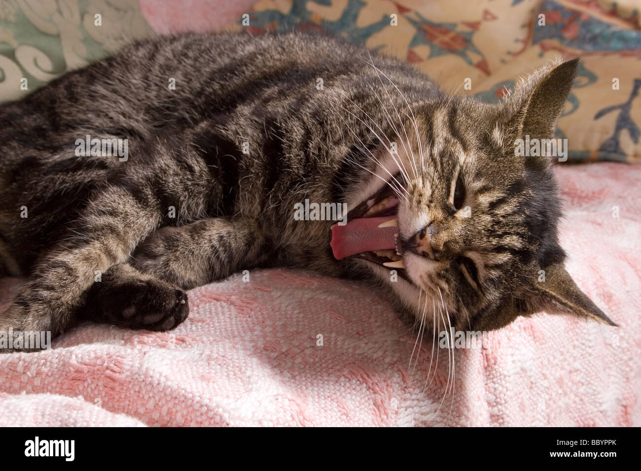 adult tabby cat rolling and bearing teeth Stock Photo