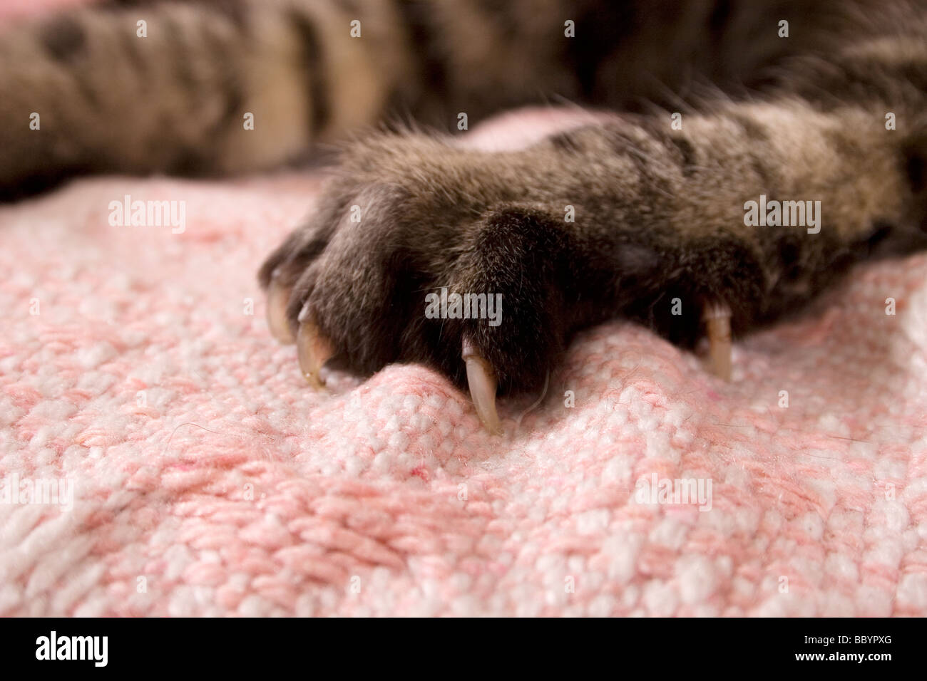 close up cats claws Stock Photo Alamy