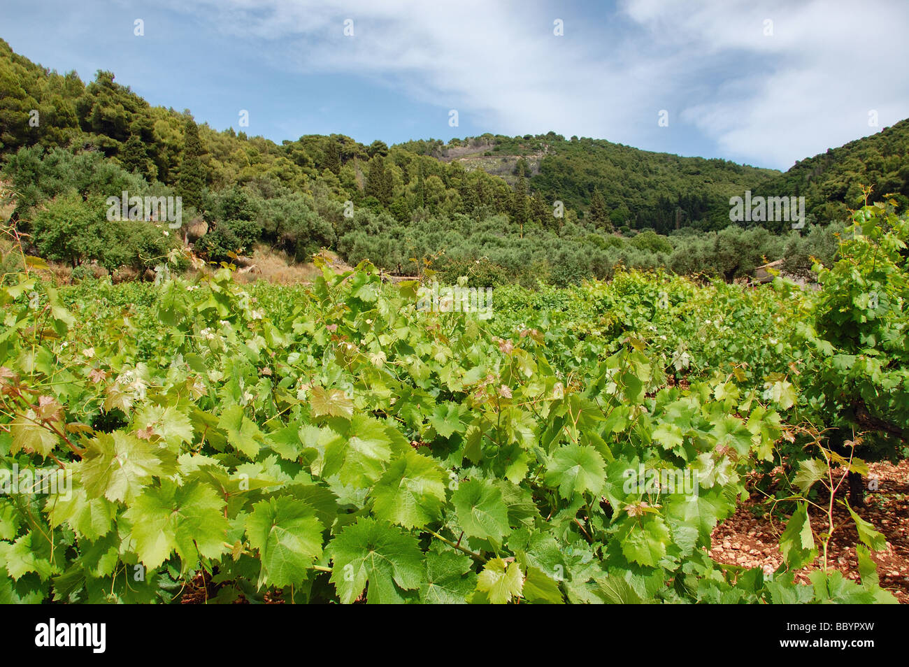 Vineyard plantation near Keri village on the island of Zakynthos Greece Stock Photo