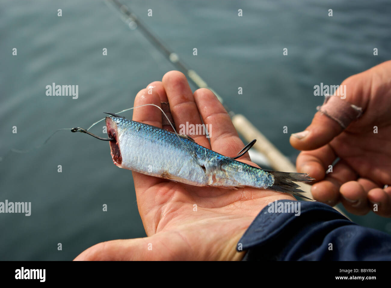 Cut bait hi-res stock photography and images - Alamy