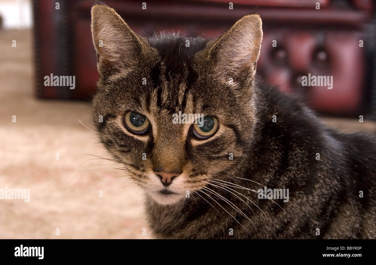 nervous looking tabby cat Stock Photo Alamy