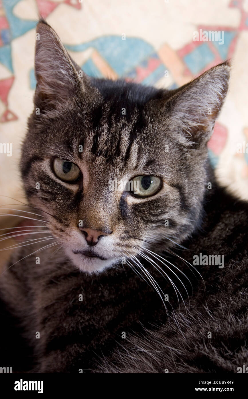 nervous looking tabby cat Stock Photo Alamy