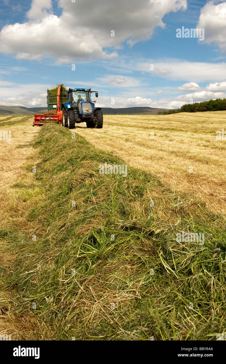 Valtra tractor pulling a Kverneland forage harvester and trailer making silage for livestock Cumbria England Stock Photo