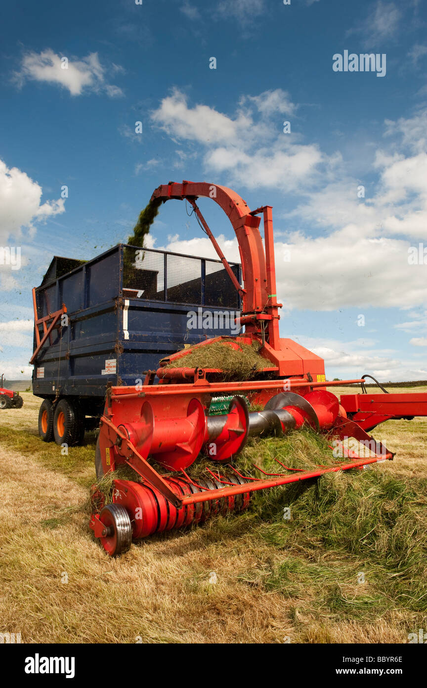 Trailed forage harvester picking up grass and loading trailer Stock Photo
