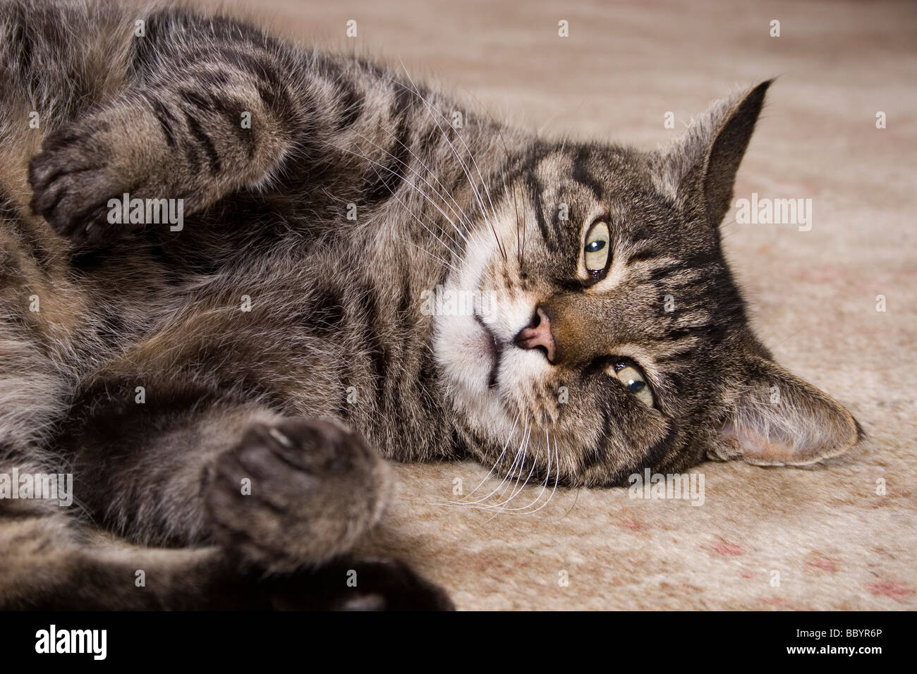playful tabby cat Stock Photo Alamy