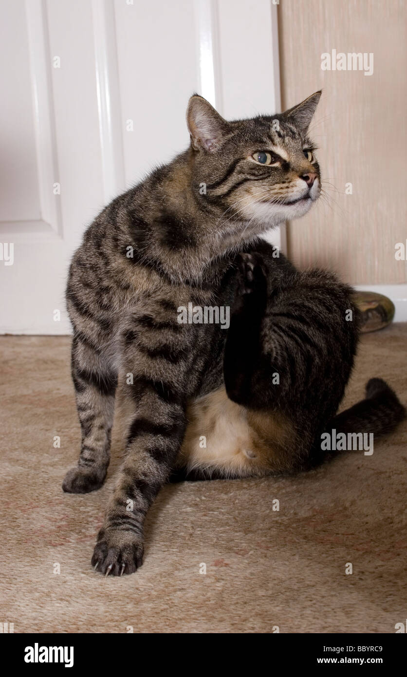 tabby cat scratching Stock Photo