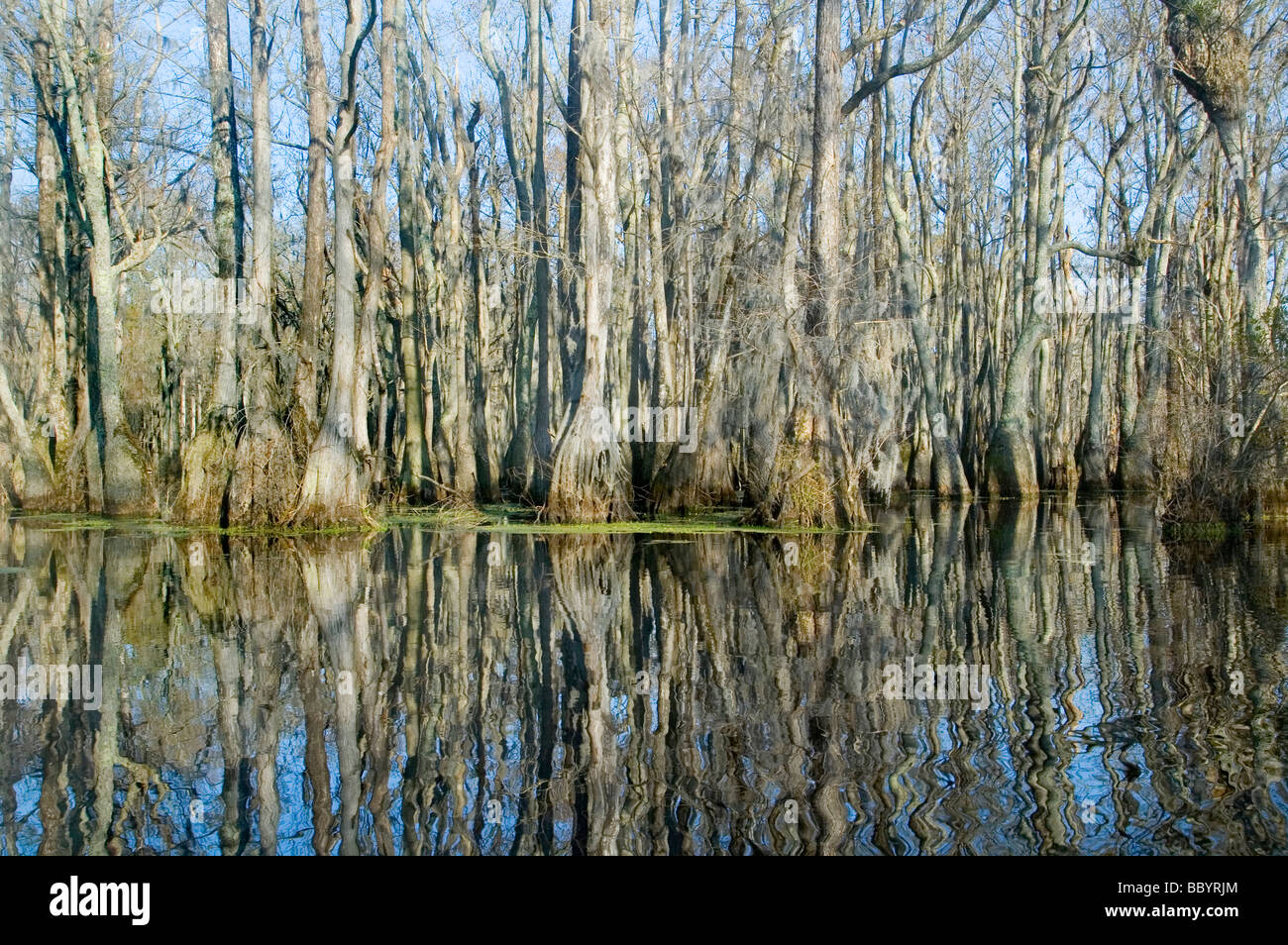 Bald cypress swamp louisiana hi-res stock photography and images - Alamy