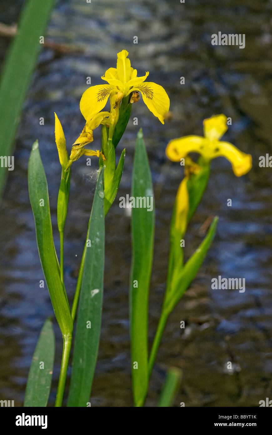 Yellow Irises High Resolution Stock Photography and Images Alamy