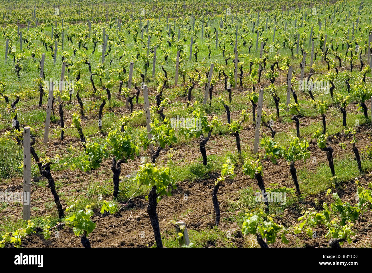 Marsala, grape vineyard, agriculture, farm, wine, Province of Trapani, Sicily, Italy Stock Photo