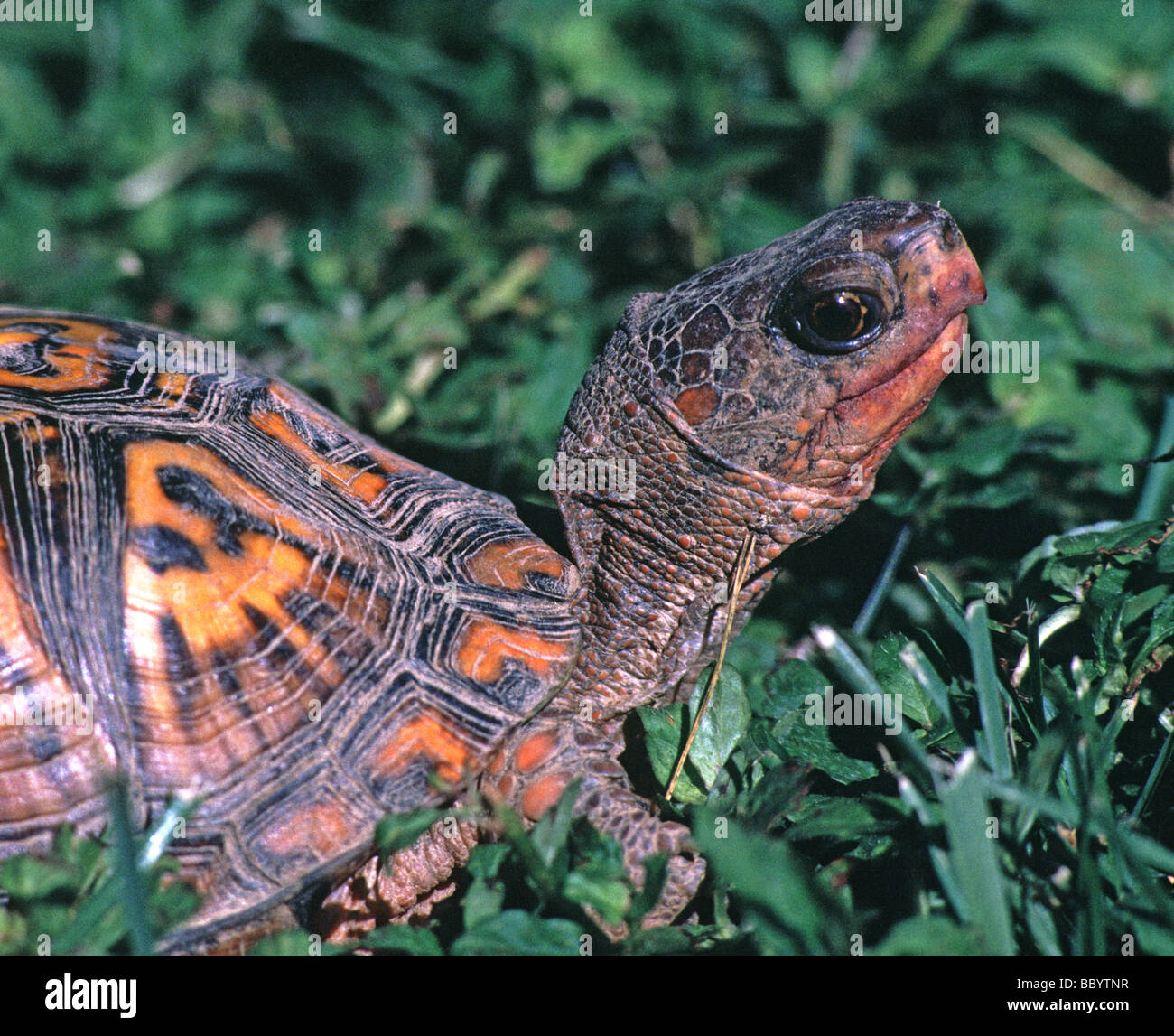 Eastern box turtle Terrapene carolina Maryland USA Stock Photo - Alamy