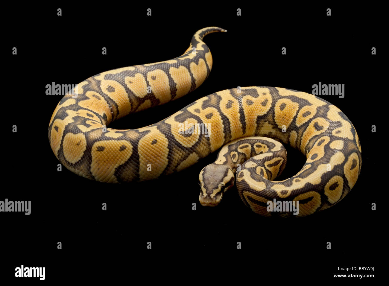 Ghost pastel ball python Python regius isolated on black background Stock Photo