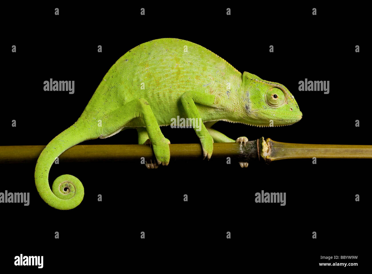 Senegal chameleon Chamaeleo Senegalensis isolated on black background Stock Photo
