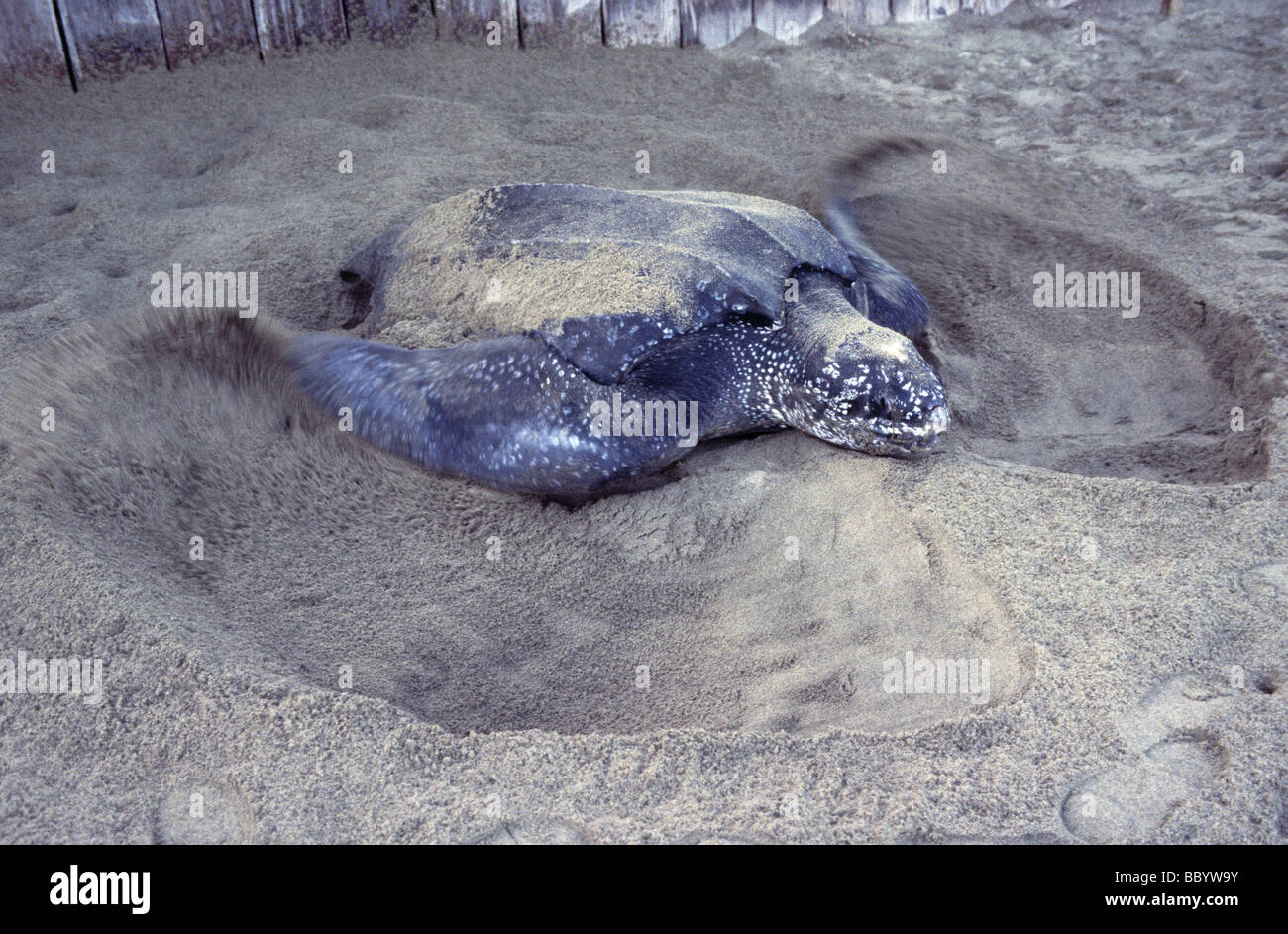 leatherback turtle Dermochelys coriacea using flippers to cover its ...