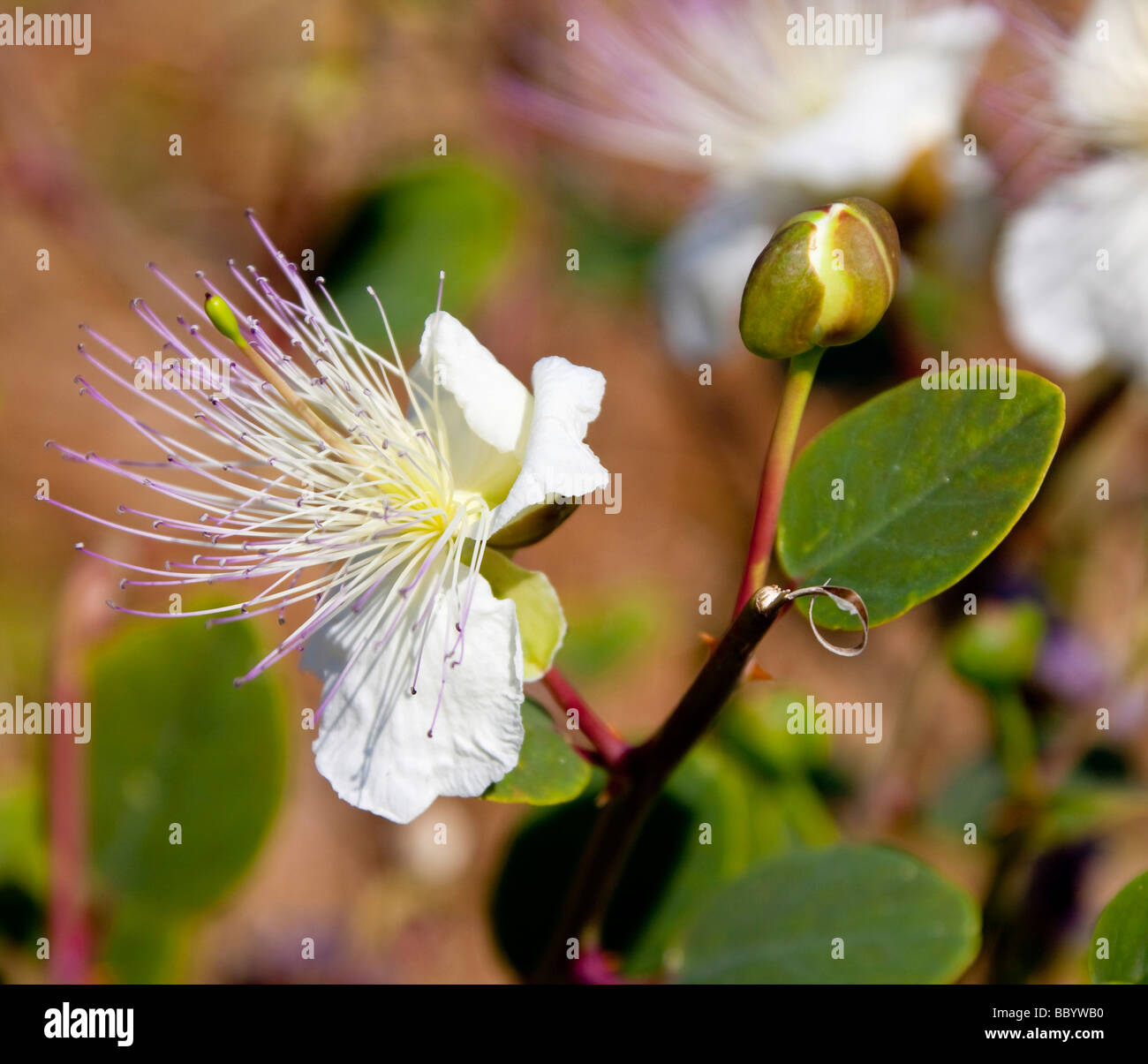 Flower and bud of the caper plant (Capparis spinosa), Mediterranean region, Cyprus, Europe Stock Photo