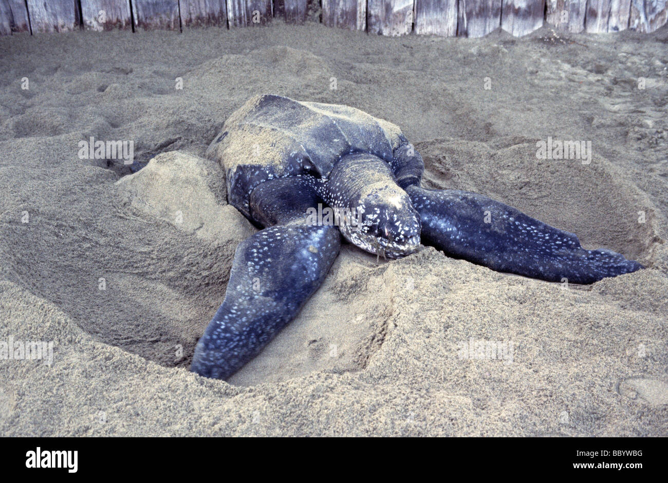 leatherback turtle Dermochelys coriacea lays eggs on a Tobago beach ...
