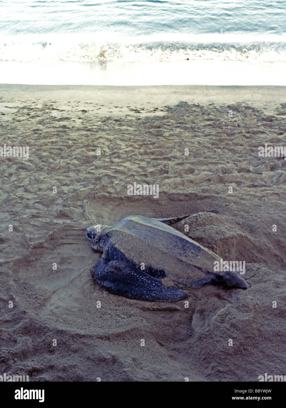 leatherback turtle Dermochelys coriacea lays eggs using flippers to ...