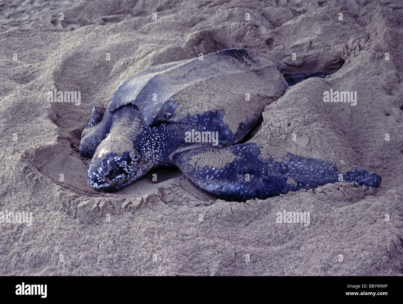 leatherback turtle Dermochelys coriacea lays eggs on a Tobago beach ...