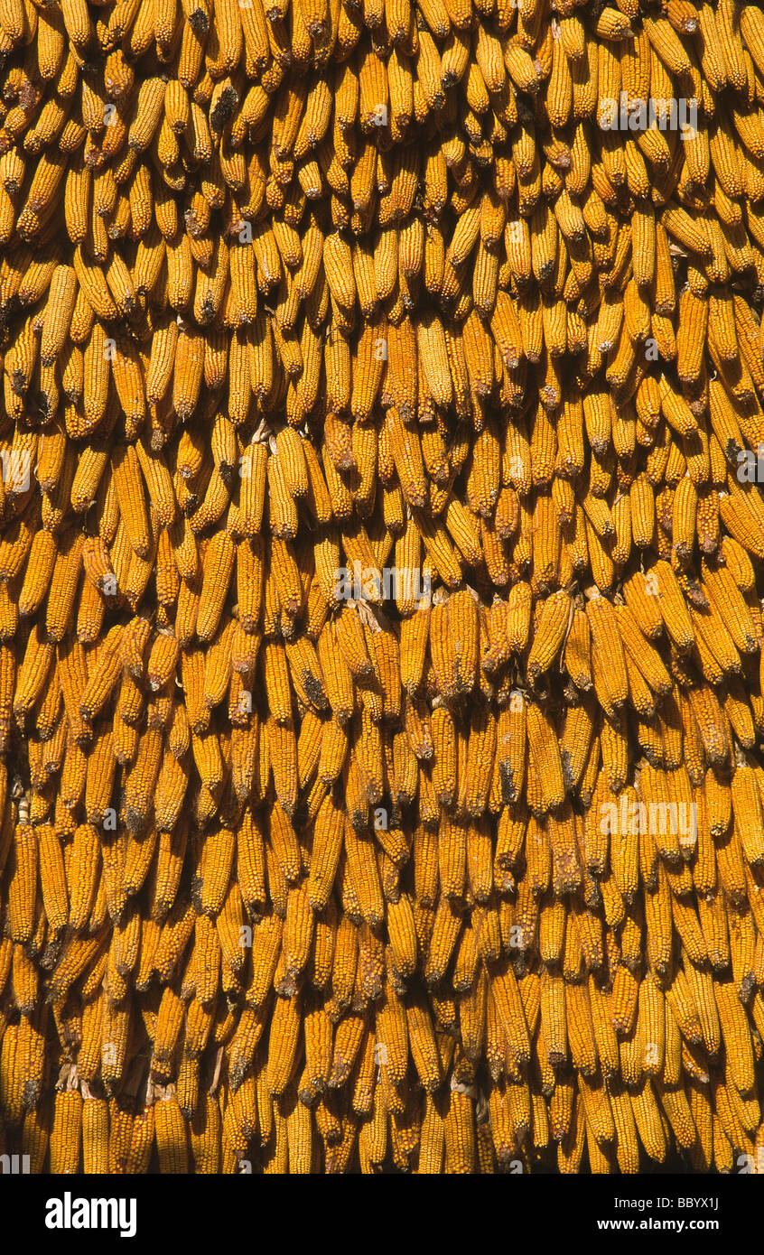 Corn hanging on a wall in Murazzano, Italy Stock Photo