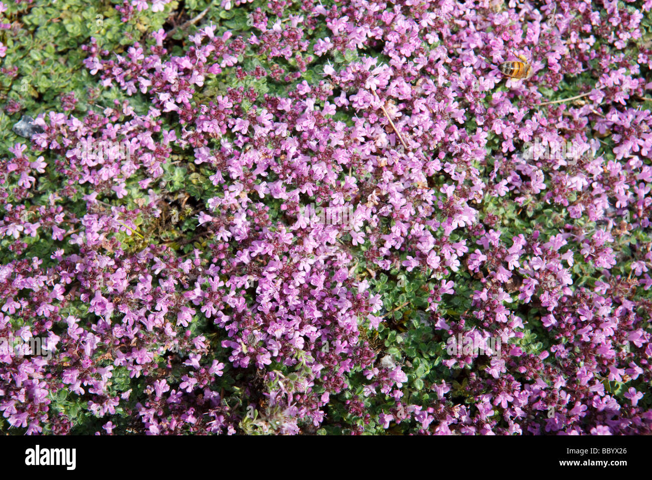 Thymus praecox ssp britannicus var pseudolanuginosus hires stock