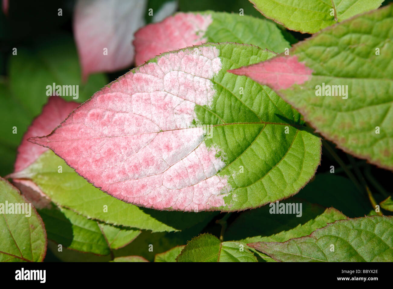 Variegated-leaf hardy kiwi, Kameleontbuske (Actinidia kolomikta) Stock Photo