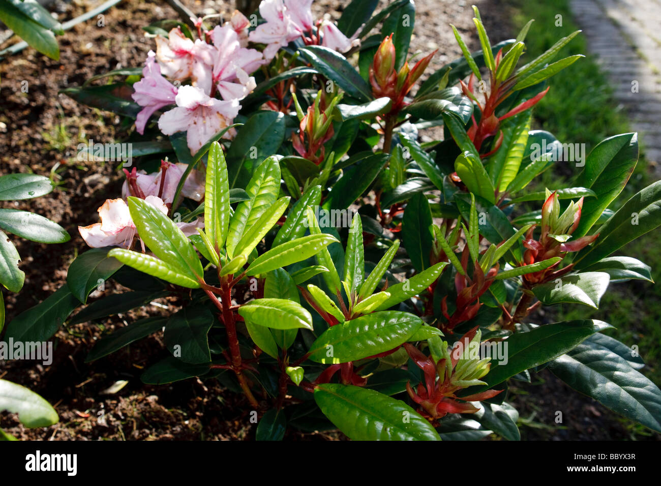 Rhododendron diadem hi-res stock photography and images - Alamy