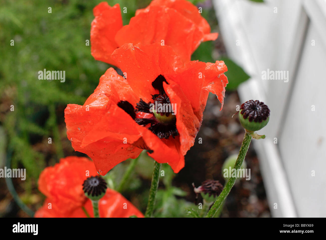 Oriental Poppy (Papaver orientale) Stock Photo